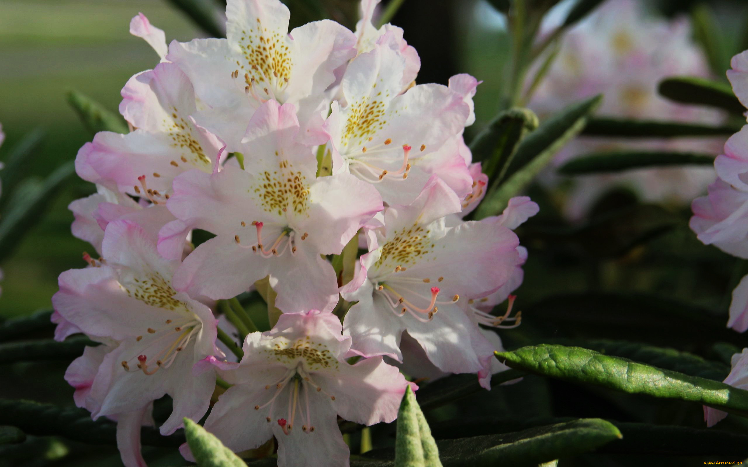 �����, ������������ , ������, �����, �����������, ��������